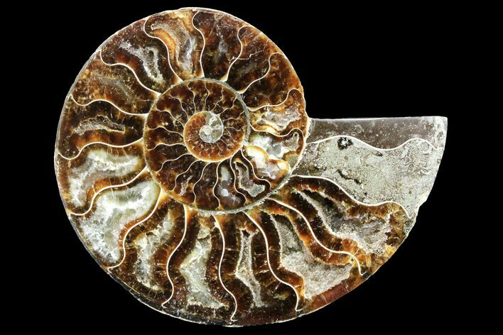 Cut & Polished Ammonite Fossil (Half) - Madagascar #162160